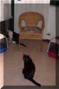 cats3.jpg (20087 byte)